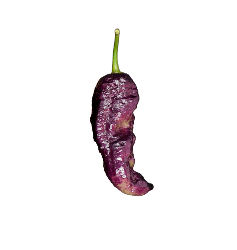 Chili Pepper Gold Ghost x Pink Tiger