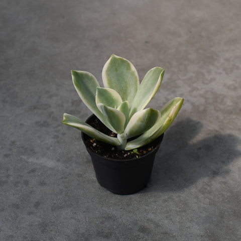 Graptoveria fred ives f. variegata