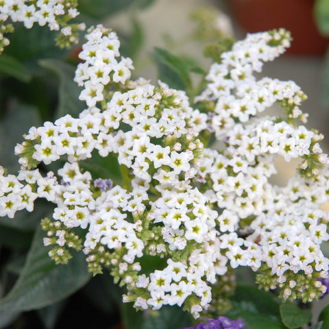 Heliotrope Marino White