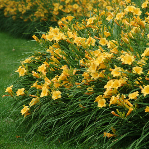 Hemerocallis 'Stella de Oro' (Jaune)