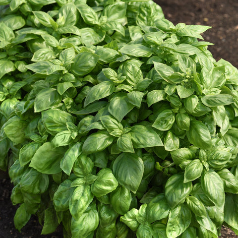 Basilic 'Genovese'