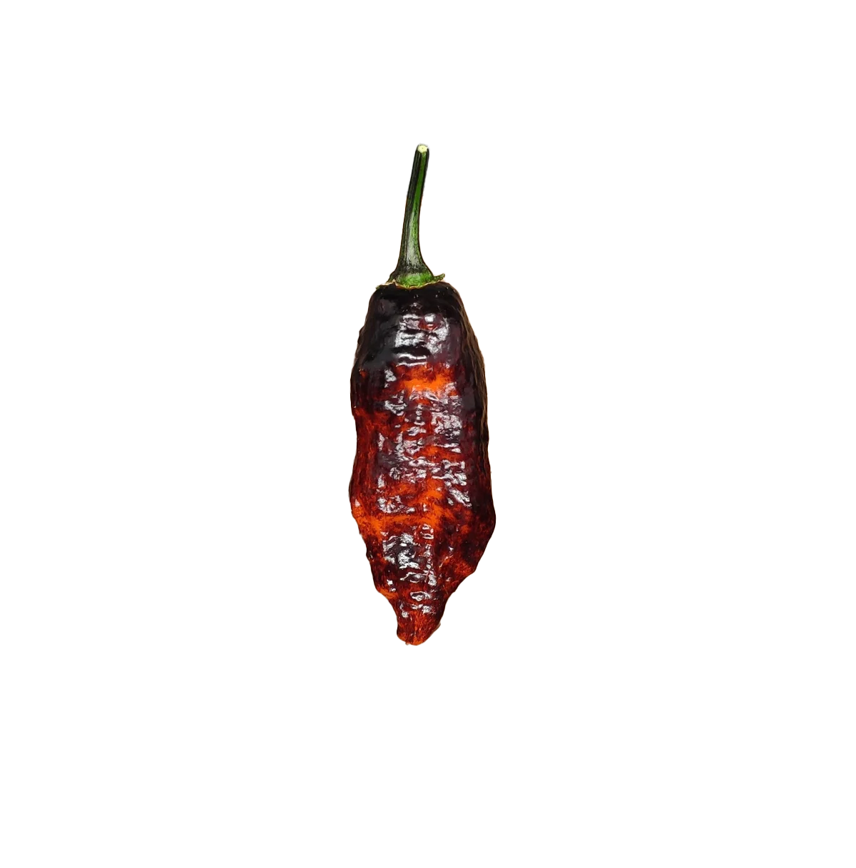 Hallows Eve pepper
