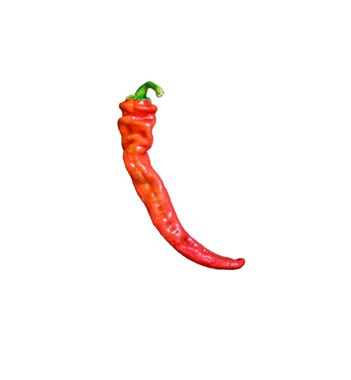 Hangjiao 5 Helix Nebula pepper