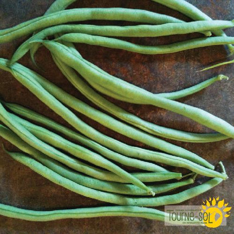 Cobra Green Climbing Bean Seeds *Organic*
