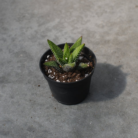 Haworthia attenuata var. Enon 