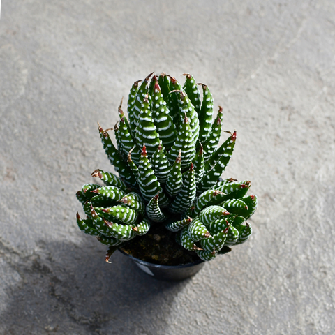 Haworthia coarctata 