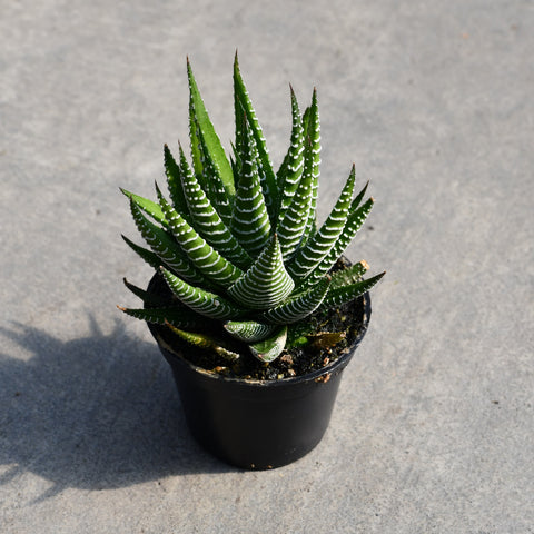 Haworthia fasciata 'Green'
