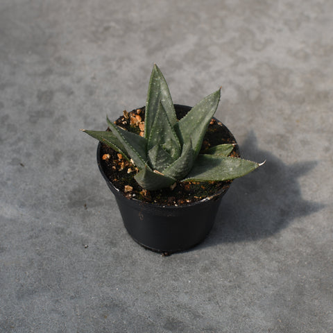 Haworthia savanna