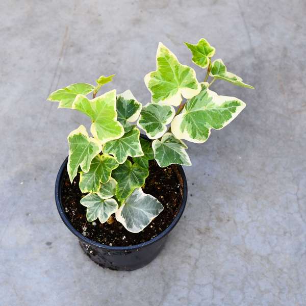 Hedera helix 'Glacier' – Serres Lavoie