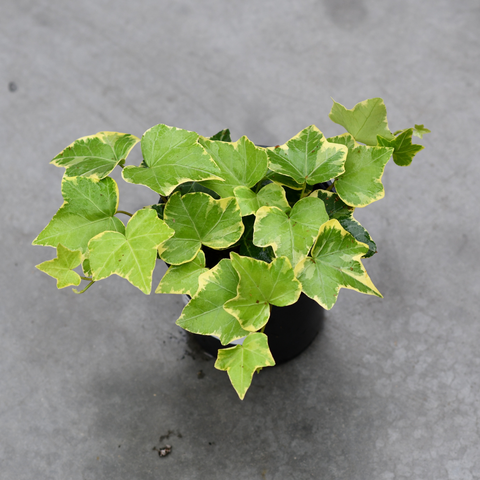 Hedera helix 'Goldchild'
