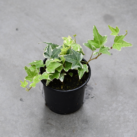 Hedera helix 'Mona Lisa'