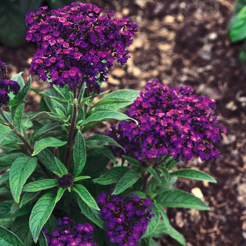 Heliotrope Marine (Purple)