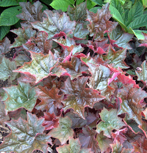 Heuchera 'Palace Purple' (Mauve)