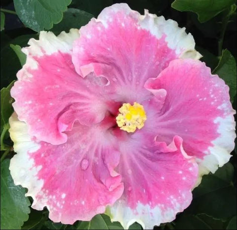 Hibiscus rosa-sinensis 'Cajun C'est Bon'