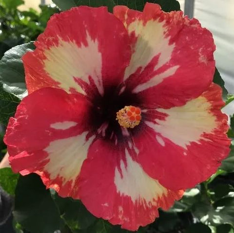 Hibiscus rosa-sinensis 'Frosted Lipstick'