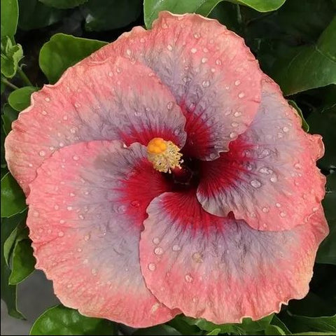 Hibiscus rosa-sinensis 'Liam's Rainbow'