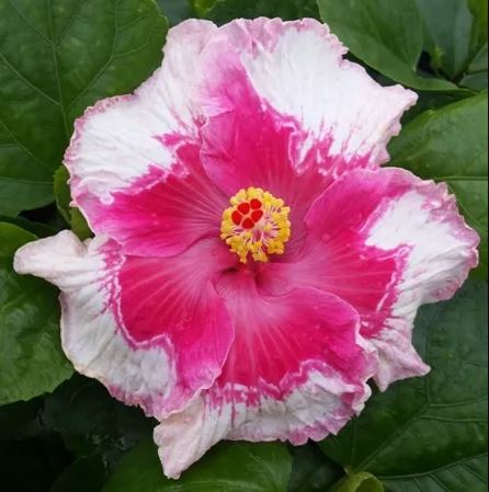 Hibiscus rosa-sinensis 'Sugar Kisses'