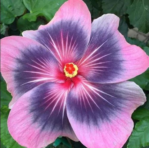 Hibiscus rosa-sinensis 'Midnight Tryst'