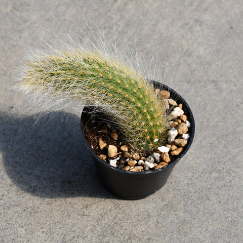 Hildewintera colademononis