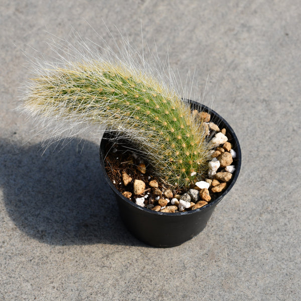 Hildewintera colademononis