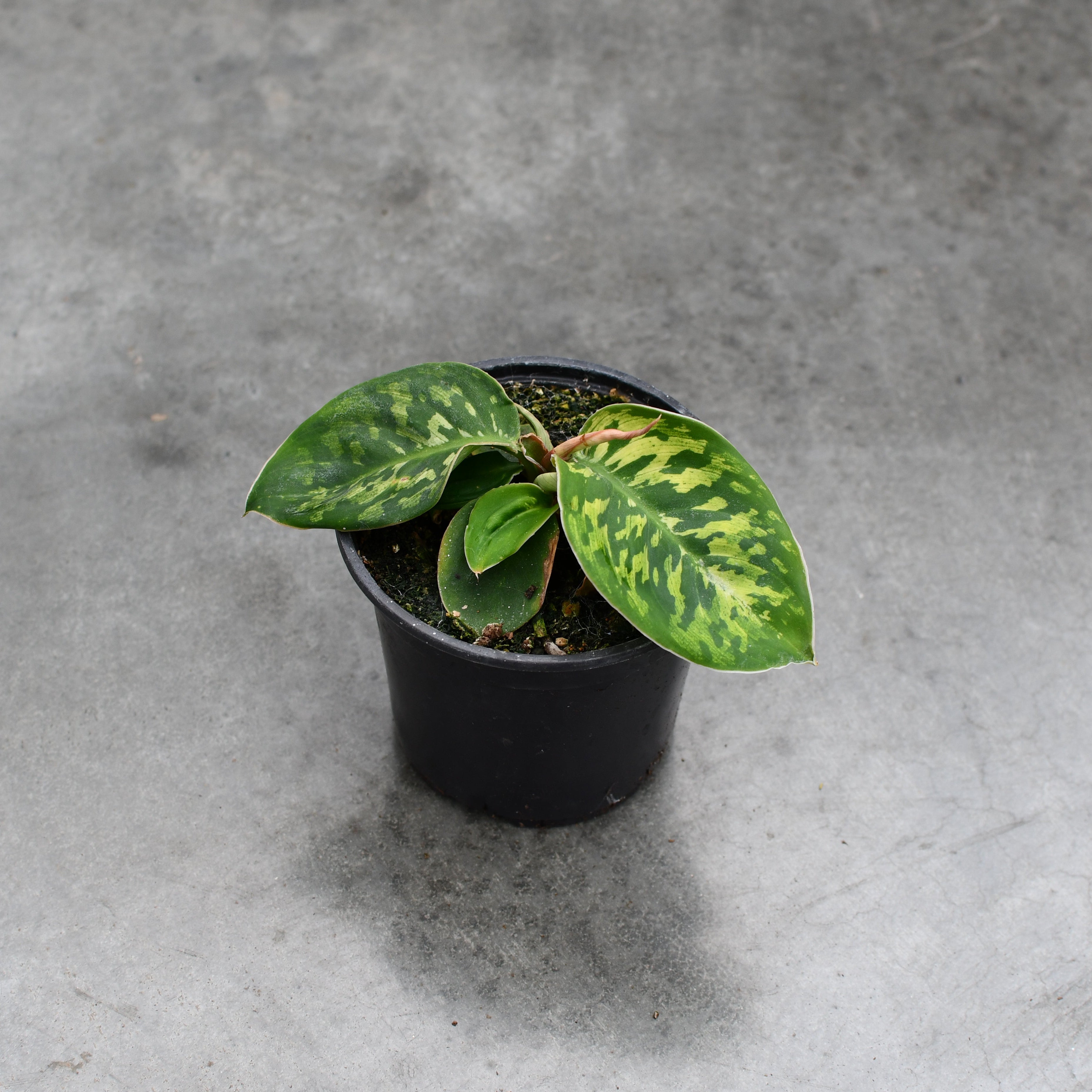 Homalomena | Plants | Serres Lavoie