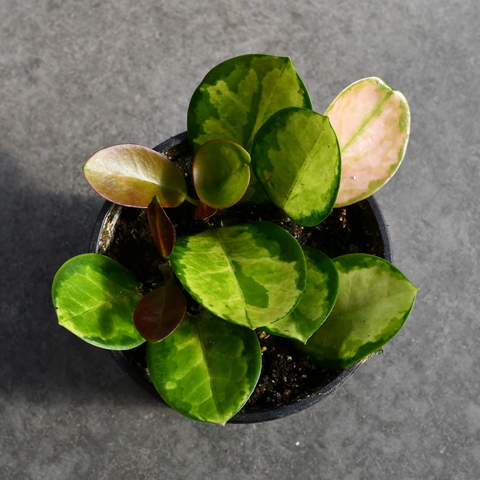 Hoya australis 'Lisa'