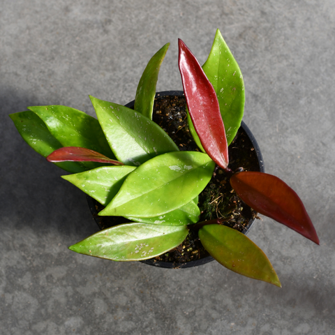 Hoya pubicalyx 'Splash'