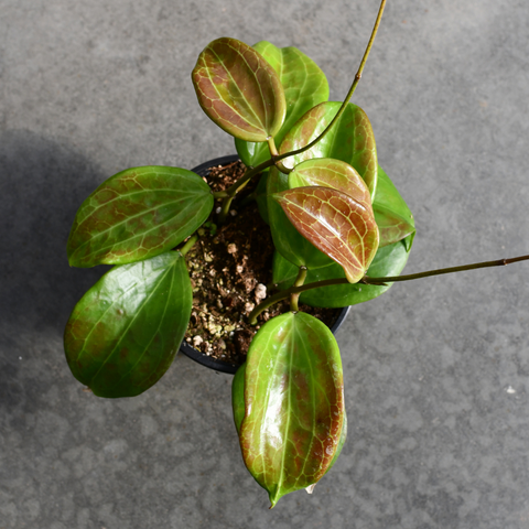 Hoya quinquenervia