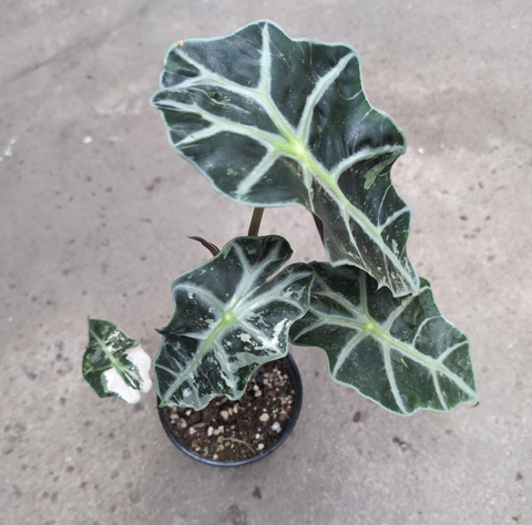Alocasia amazonica polly 