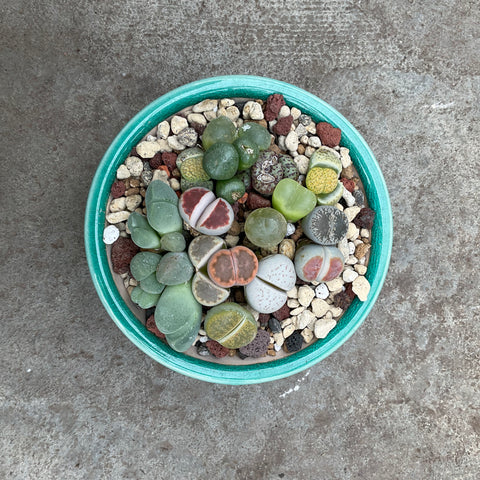 Collectible Mesembs and Lithops with Decorative Pot