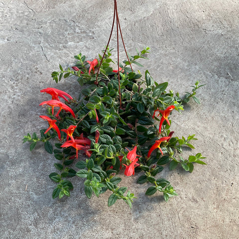 Columnea 'Orange Sherbet'