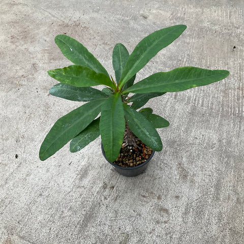 Euphorbia Milii grandiflora thai hybrid 'Century' 