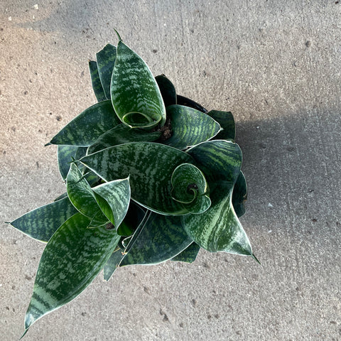 sansevieria hahnii laurentii Sansevieria hahnii 'Laurentii Dwarf' – Serres Lavoie
