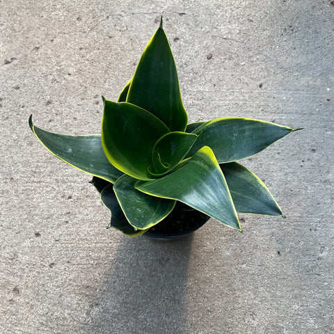 sansevieria hahnii black star Sansevieria hahnii 'Black Star' – Serres Lavoie