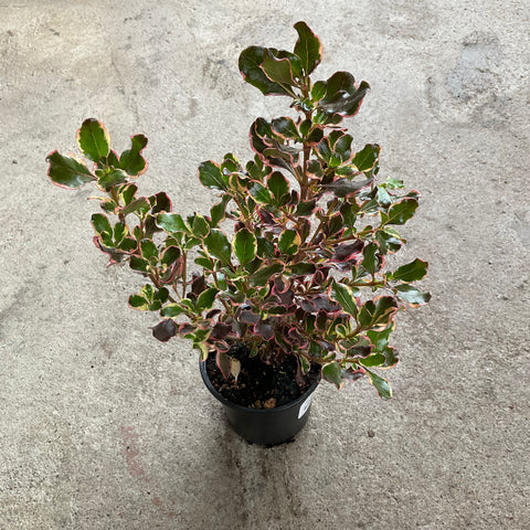 Coprosma 'Pacific Sunrise'