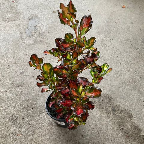 Coprosma 'Sahara Jewel'