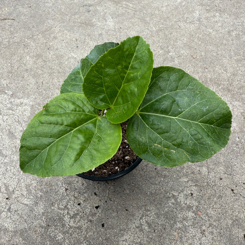 Hibiscus rosa-sinensis 'Ruby Tuesday'