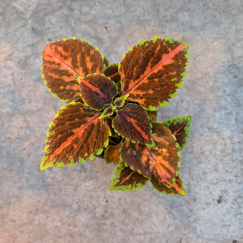 Coleus Terra Nova 'Peach Julep'