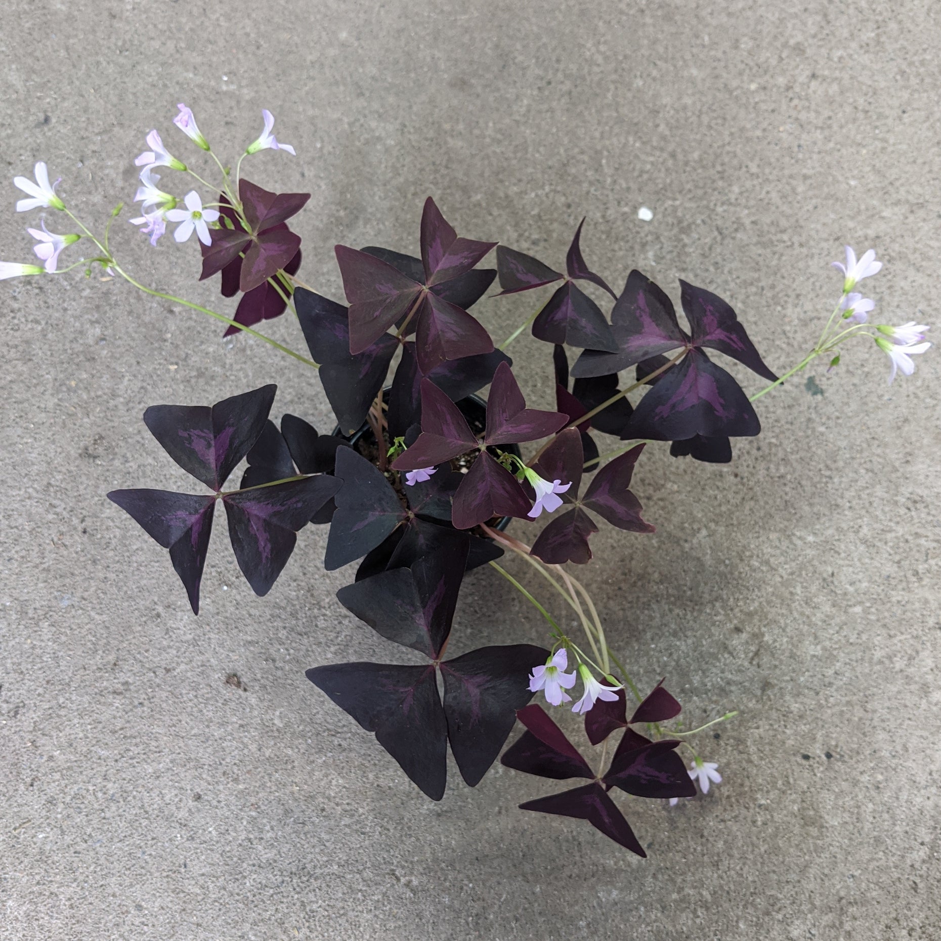 6+ Oxalis Triangularis Leaves Turning Brown Oxalis triangularis 'Purpurea' – Serres Lavoie