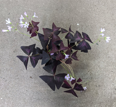 Oxalis triangularis 'Purpurea'