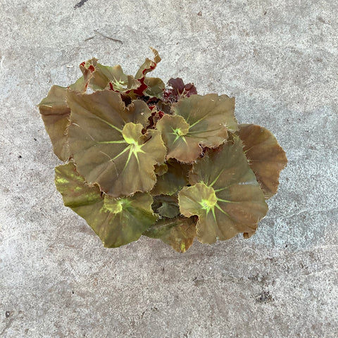 Begonia rex 'Autumn Crinckle'