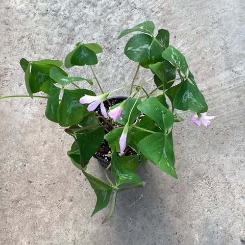 Oxalis 'Lavender'