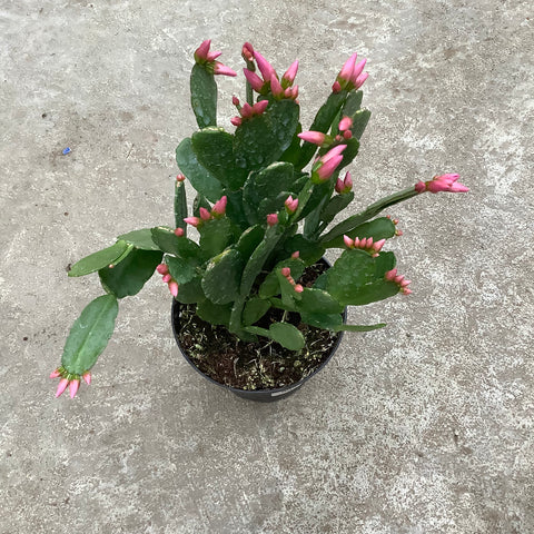 Hatiora gaertneri (Easter cactus)