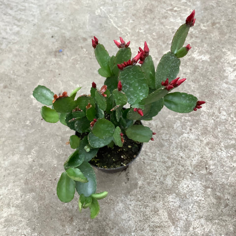 Hatiora gaertneri (Easter cactus)