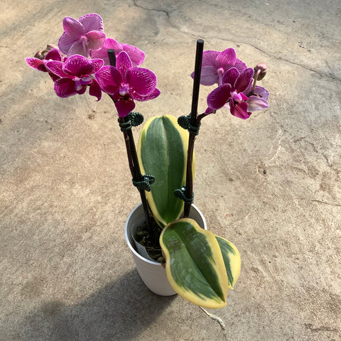 Phalaenopsis variegata with plastic planter