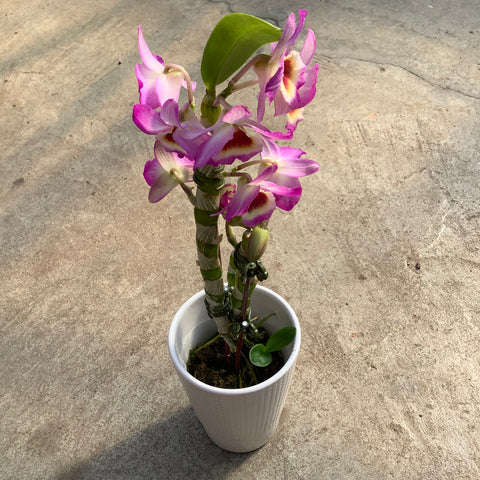 Dendrobium nobile with ceramic planter