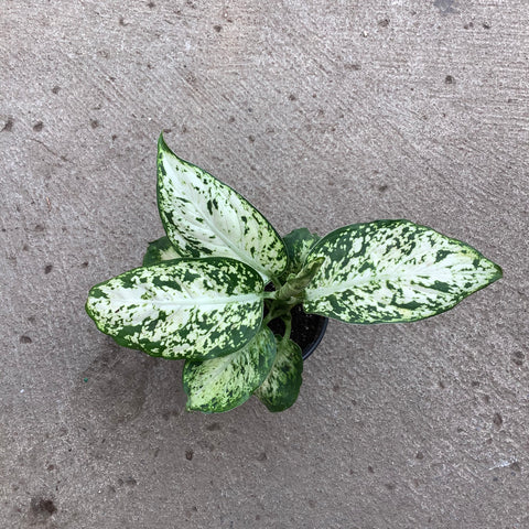 dieffenbachia compacta ingrijire Dieffenbachia 'Compacta' | Tropical