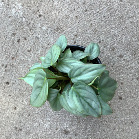 Philodendron sodiroi – Serres Lavoie