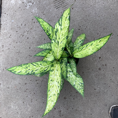 dieffenbachia star bright Dieffenbachia 'Starbright' – Serres Lavoie