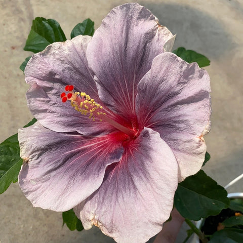 Hibiscus rosa-sinensis 'Midnight Tryst'